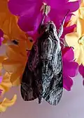 A moth on artificial flowers in Kolkata, India