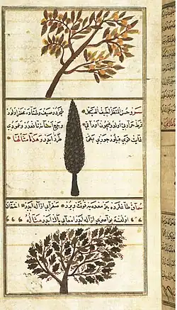 Image 38Quince, cypress, and sumac trees, in Zakariya al-Qazwini's 13th century Wonders of Creation (from Science in the medieval Islamic world)