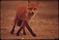 Young female fox near Galbraith Lake