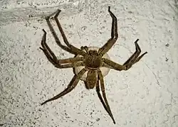 Female with egg sac, in India.