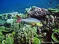 Wildlife in Phoenix Islands Protected Area