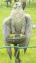 Captive bird