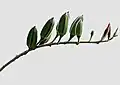 Abelmoschus ficulneus fruit in Kawal Wildlife Sanctuary, India.