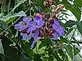 Flowers, some with shed petals leaving the bracts