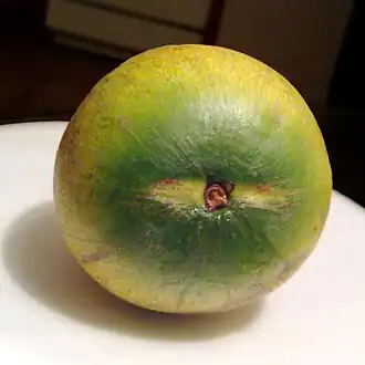 The short-stemmed fruit breaks off cleanly.