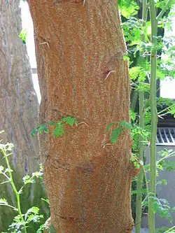 Bark