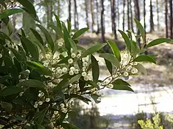 Acacia melanoxylon