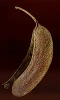 Seed pod