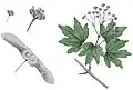 Field maple