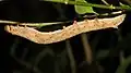 caterpillar