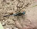 Male