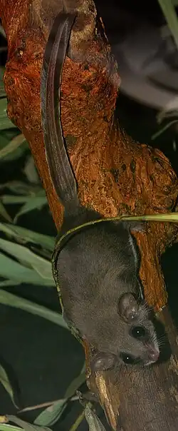 Brown glider