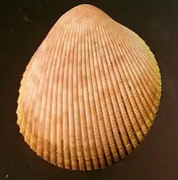 Acrosterigma cignorum