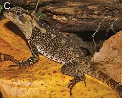 Adult female