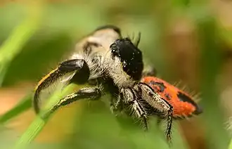 Male side