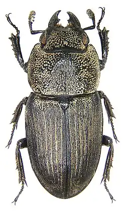 Aegus chelifer chelifer female
