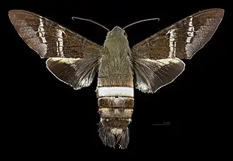 Female dorsal