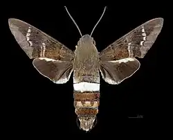 Male dorsal