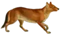 Aelurodon