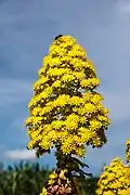 Inflorescence