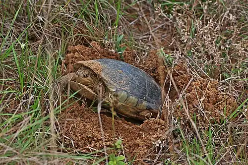 laying eggs