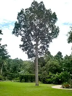 Specimen in the Cairns Botanic Gardens
