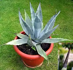 In cultivation