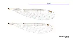 Female wings