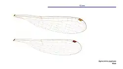 Male wings