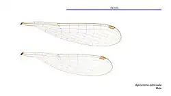 Male wings