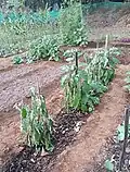 Agassaim Brinjal field