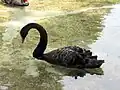 Akron Zoo Swan 2006