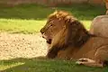 Male lion