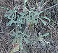 Leaf with narrower lobes