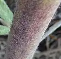 Stem with coarse and many less coarse hairs