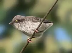 Life reconstruction of Alexornis antecedens.