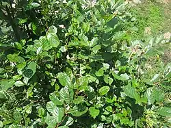 Nepalese Alder