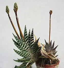 Gonialoe variegata
