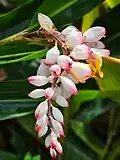 Alpinia zerumbet, Hawaii (island)