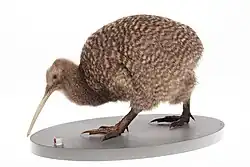 A great spotted kiwi