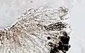 Photograph of a cross section of an apothecium of A. punctata taken through a compound microscope (x1000), showing 8 brown 1-septate spores per ascus.