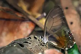 H. p. negra near Cristalino River, Southern Amazon, Brazil