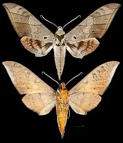 Ambulyx auripennis