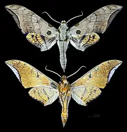 Ambulyx wilemani'