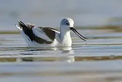 Winter plumage