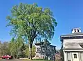 American elm in Connecticut (May 2020)