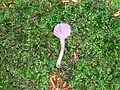 The Amethyst Deceiver (Laccaria) at Giffordland.