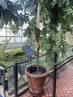 Immature flower