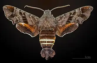 Male