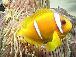 Photo of species